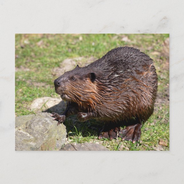 Cartão Postal Closeup North American Beaver (Frente)