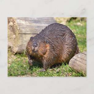 Cartão Postal Closeup North American Beaver