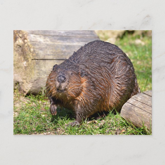 Cartão Postal Closeup North American Beaver (Frente)