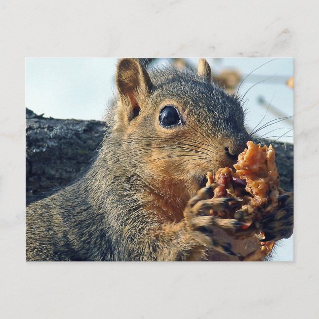 Cartão Postal Closeup Yummy (Frente)