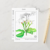 Clove Spice Materia Medica Monografias