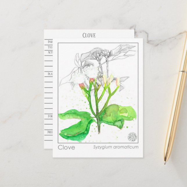 Cartão Postal Clove Spice Materia Medica Monografias (Frente/Verso In Situ)