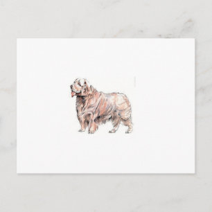Cartão Postal Clumber Spaniel