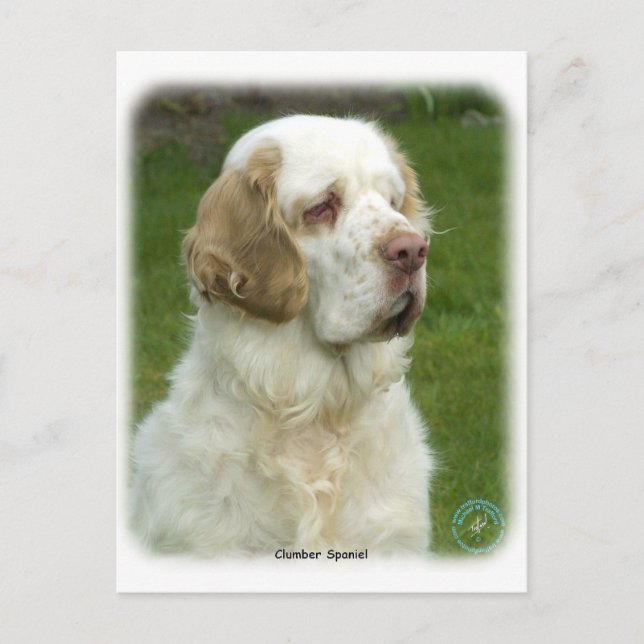 Cartão Postal Clumber Spaniel 9Y003D-101 (Frente)