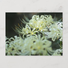 Cartão Postal Cluster Amaryllis:Postcard