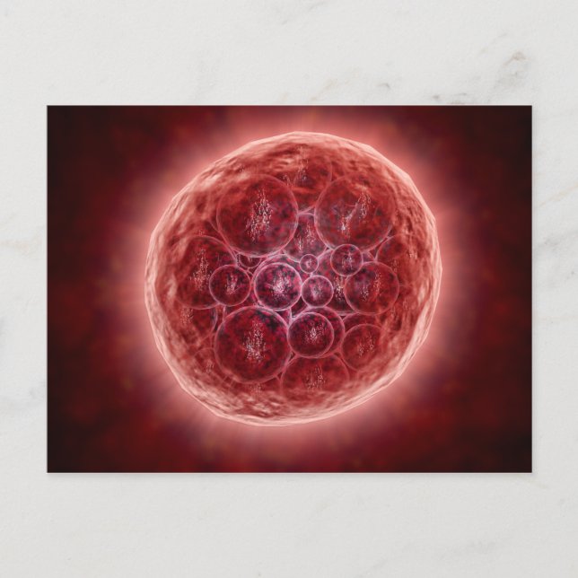 Cartão Postal Cluster De Blastomerados Formando Uma Morula (Frente)