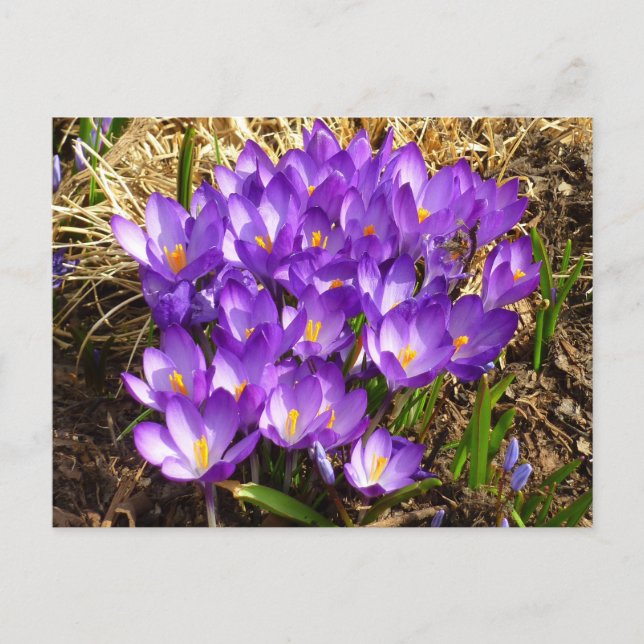 Cartão Postal Cluster de Crocos Roxos Primavera Floral (Frente)