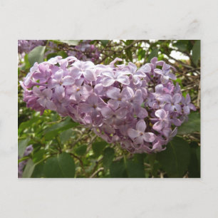 Cartão Postal Cluster de Lilac Blossoms Primavera Floral