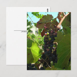 Cartão postal - Cluster de Uvas em Vinha