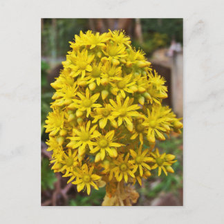 Cartão Postal Clusters de Flor Amarelos