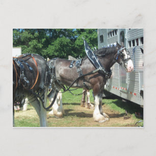 Cartão Postal Clydesdale