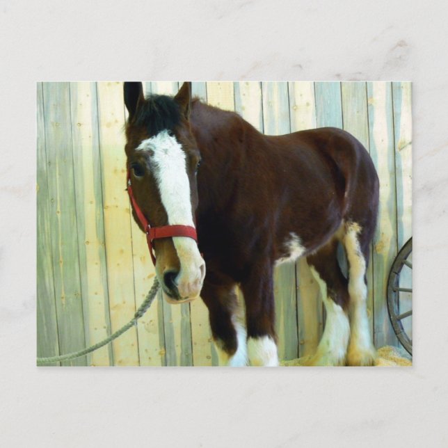 Cartão Postal Clydesdale (Frente)