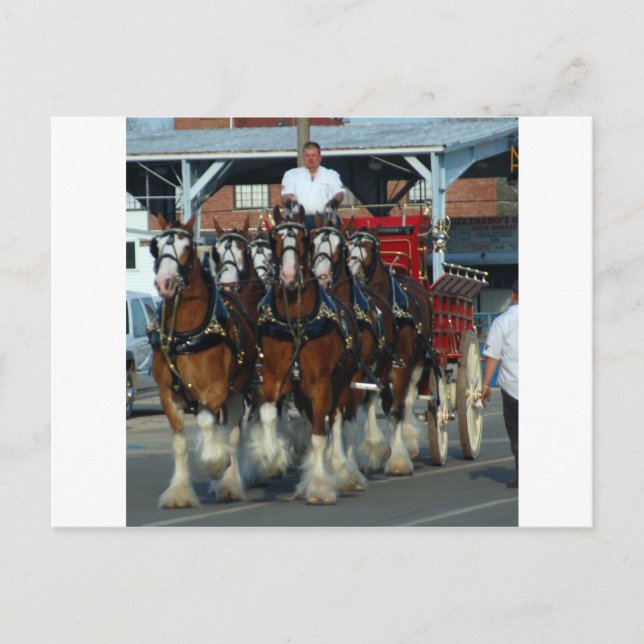Cartão Postal Clydesdale 6 horse hitch (Frente)