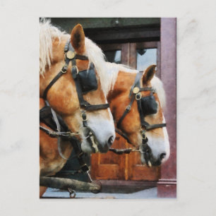 Cartão Postal Clydesdale Closeup