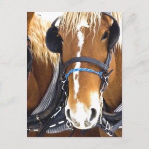 Cartão postal Clydesdale Draft Horses
