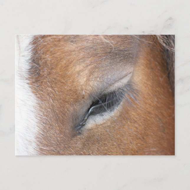 Cartão Postal Clydesdale Eye (Frente)