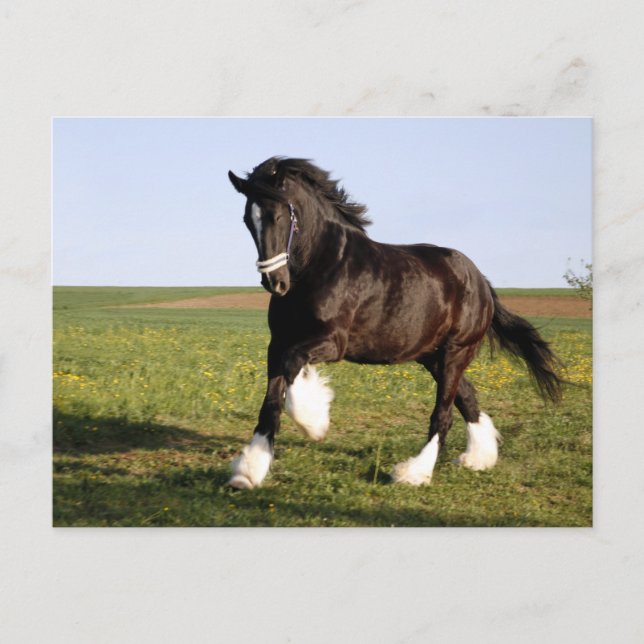 Cartão Postal Clydesdale Horse (Frente)