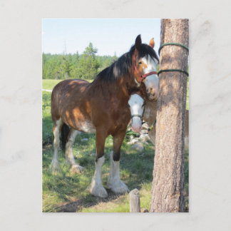 Cartão Postal Clydesdale Mama e Bebê