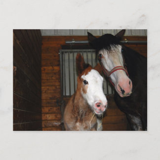 Cartão Postal Clydesdale mare e filhote