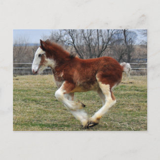 Cartão Postal Clydesdale stud colt running