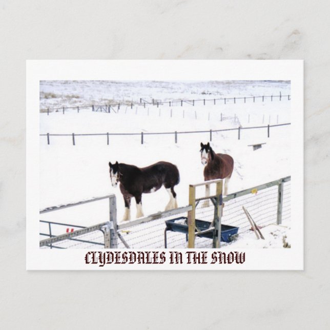 Cartão Postal CLYDESDALES NA neve (Frente)