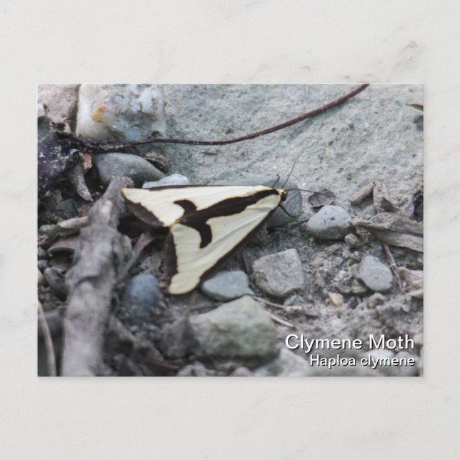 Cartão Postal Clymene Moth (Frente)