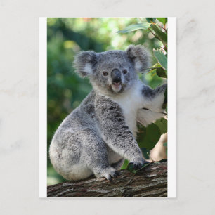 Cartão Postal Coala australiano fofo e aconchegante