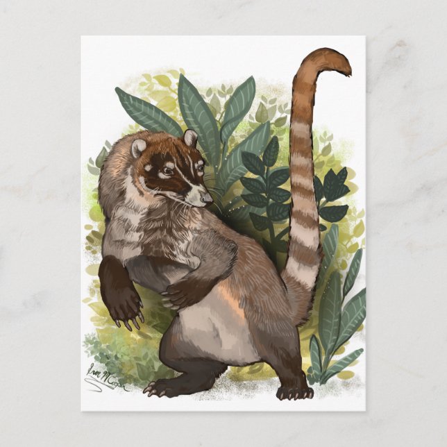 Cartão Postal Coatamundi ou branco coati (Frente)