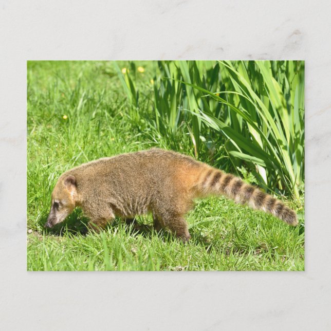 Cartão Postal Coati de cauda-anelada na grama (Frente)