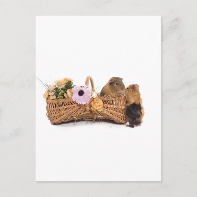 Cartão Postal cobaia num cesto (Frente)