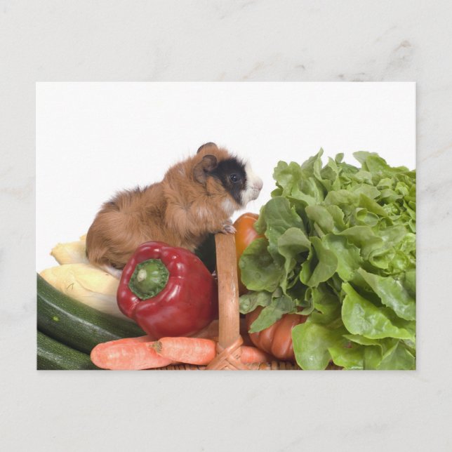 Cartão Postal cobaia num cesto de vegetais (Frente)