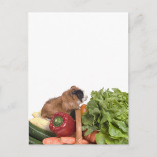 Cartão Postal cobaia num cesto de vegetais