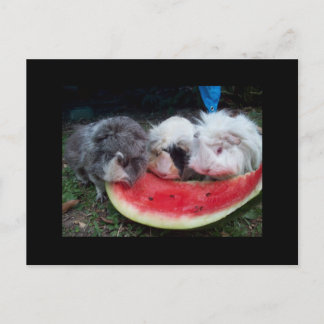 Cartão Postal cobaias que eatting o watermellon