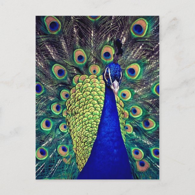 Cartão Postal Cobalto Blue Peacock (Frente)