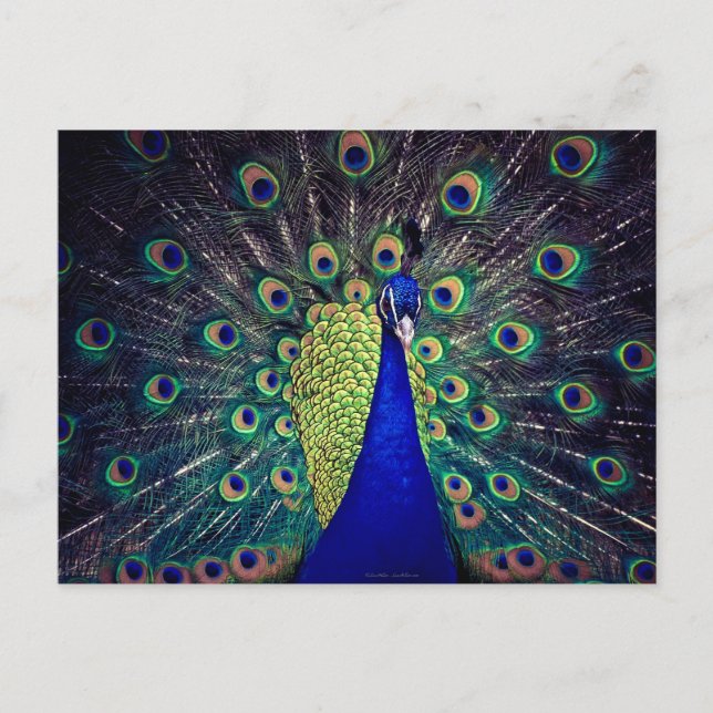 Cartão Postal Cobalto Blue Peacock (Frente)