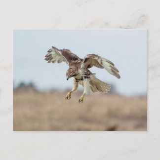 Cartão Postal Cobertura de Hawk imatura