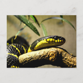 cartão postal cobra