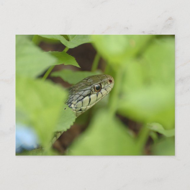 Cartão Postal Cobra (Frente)