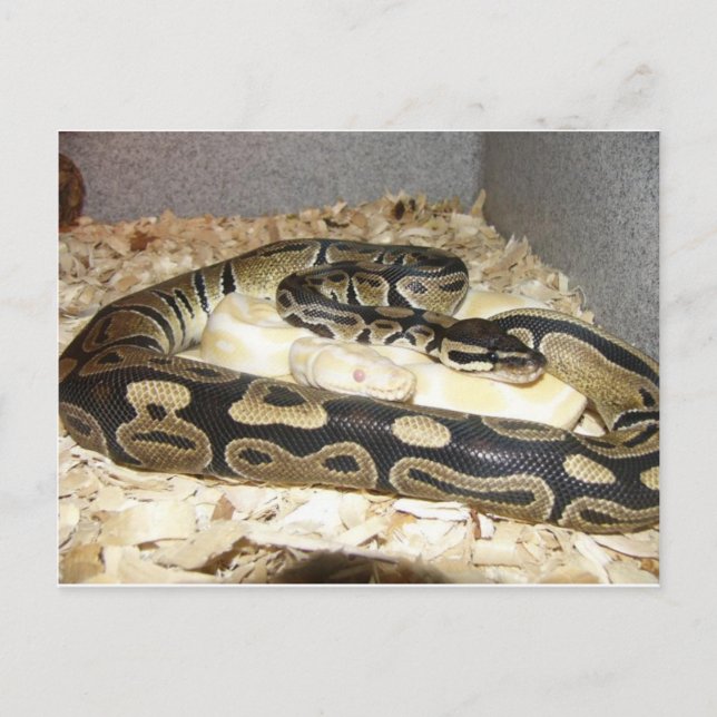 Cartão postal cobra (Frente)