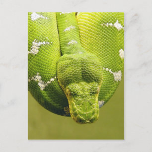 Cartão Postal Cobra