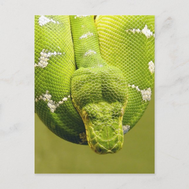 Cartão Postal Cobra (Frente)