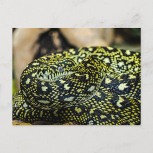 Cartão Postal Cobra
