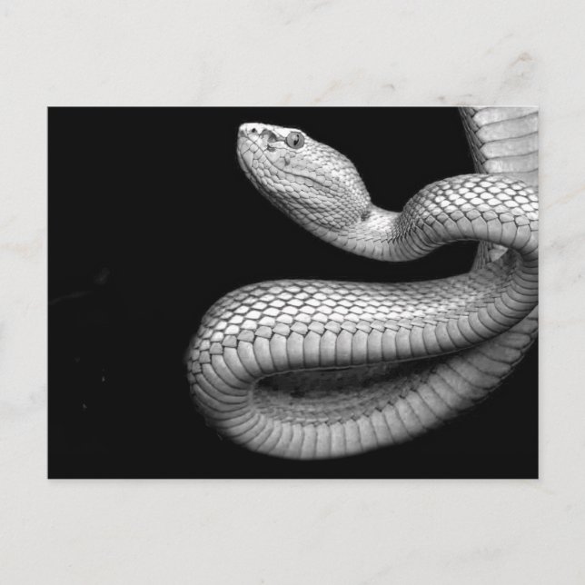 Cartão Postal Cobra (Frente)