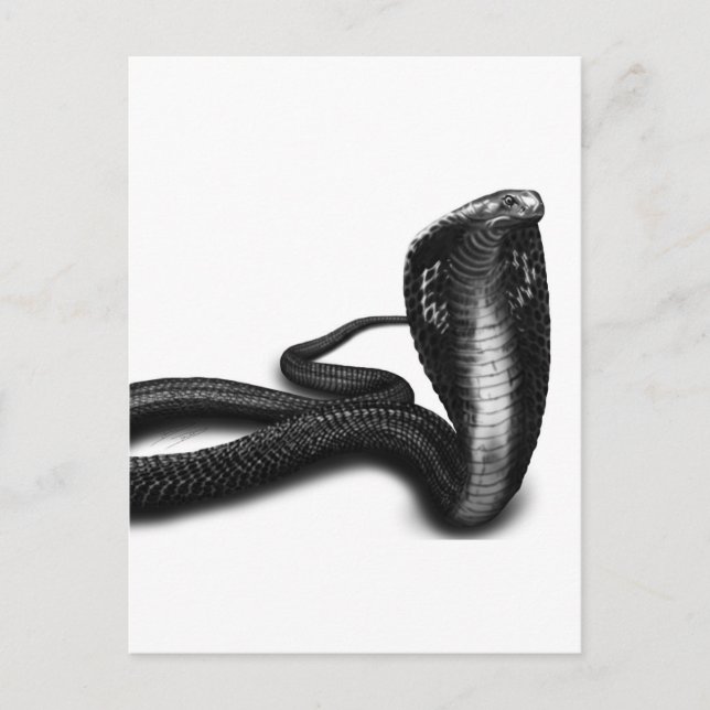 Cartão Postal Cobra (Frente)
