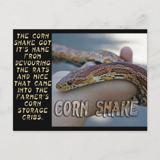 CARTÃO POSTAL COBRA CORN