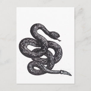 Cartão Postal Cobra Crotalus Cascavella (Víbora Pitão Venenosa)