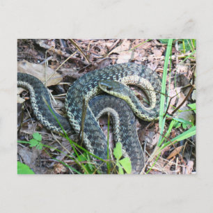 Cartão Postal Cobra-d'água-do-leste em Cape Cod