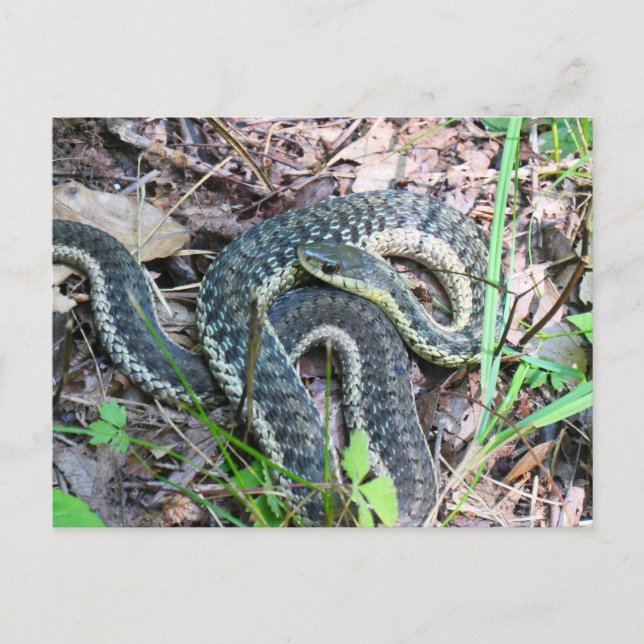 Cartão Postal Cobra-d'água-do-leste em Cape Cod (Frente)