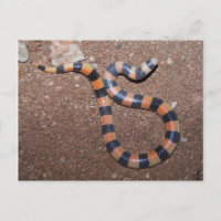 Cobra de Areia Variável do Arizona