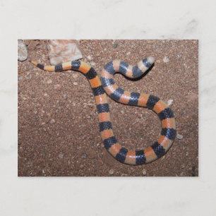 Cartão Postal Cobra de Areia Variável do Arizona